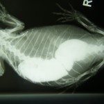 Leguan mit Verstopfung durch Sand, Röntgenbild
